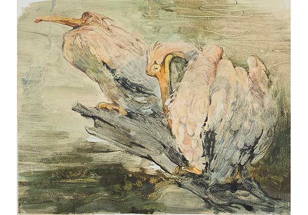Пеликаны
